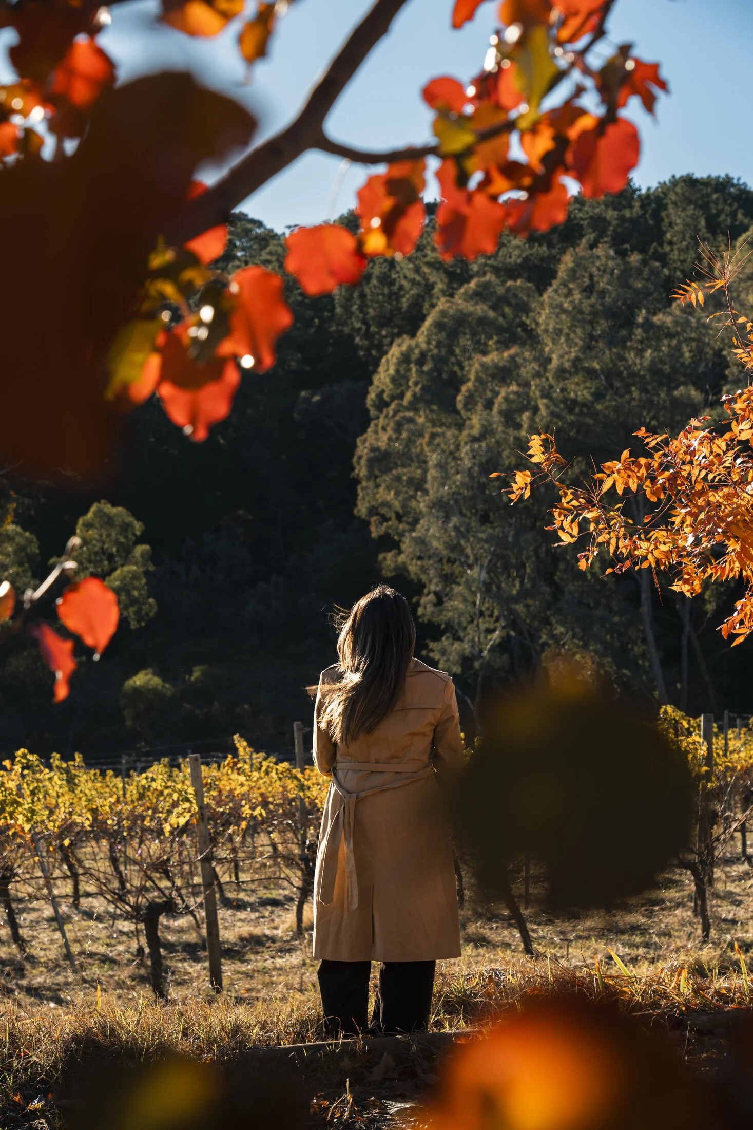 A Wine Country Stay in Orange gallery image